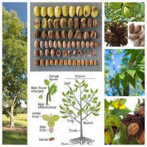 10 Bare Root Native Sweet Pecan Saplings