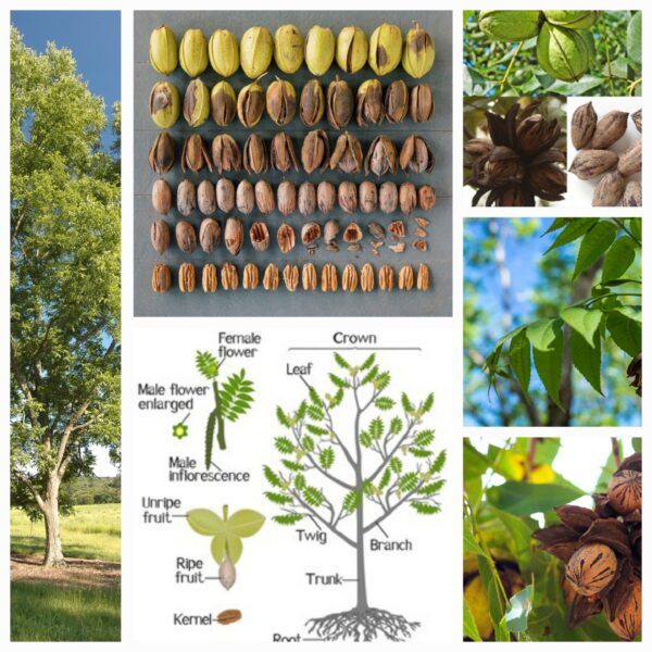 10 Bare Root Native Sweet Pecan Saplings