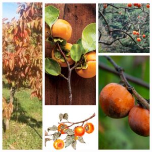 10 Bare Root American Persimmons Saplings