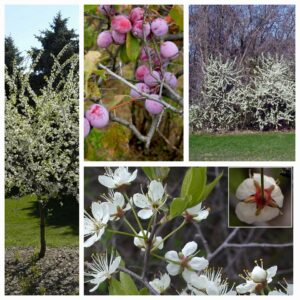 10 Bare Root American Plum Saplings