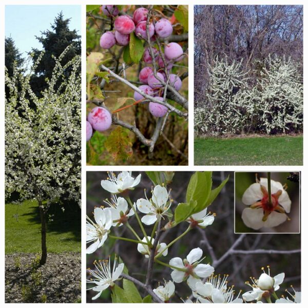 10 Bare Root American Plum Saplings